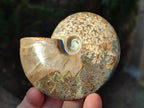 Polished Cleoniceras Ammonite Fossils x 2 From Tulear, Madagascar - Toprock Gemstones and Minerals 