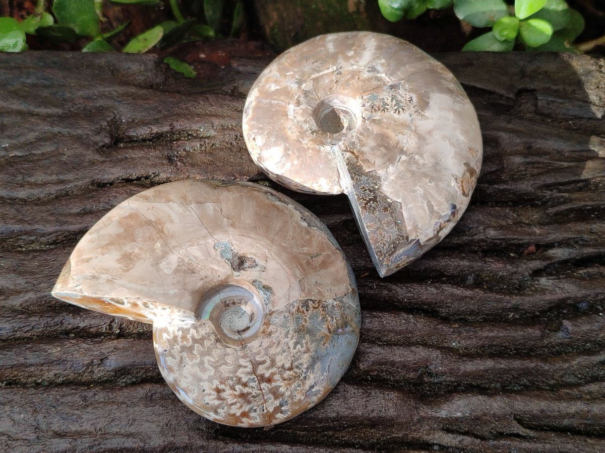 Polished Cleoniceras Ammonite Fossils x 2 From Tulear, Madagascar - Toprock Gemstones and Minerals 
