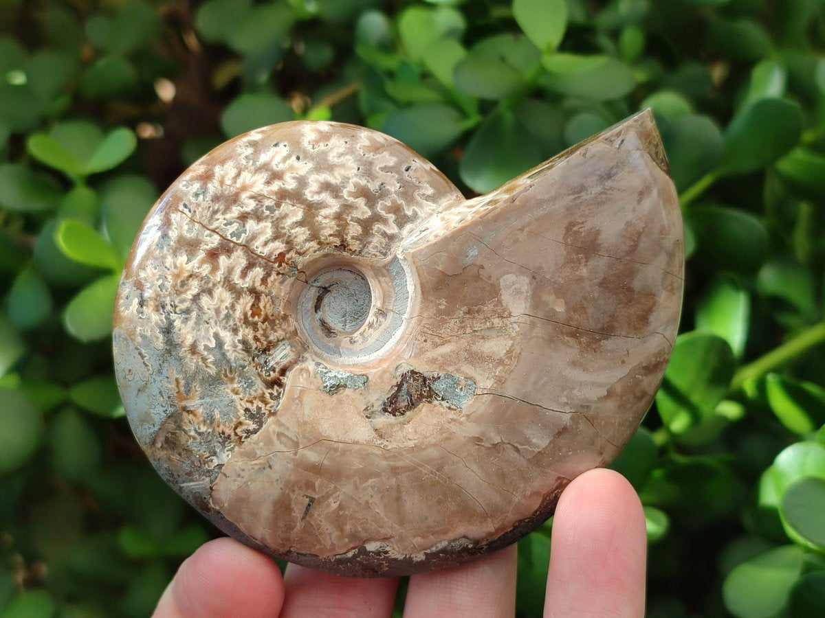 Polished Cleoniceras Ammonite Fossils x 2 From Tulear, Madagascar - Toprock Gemstones and Minerals 