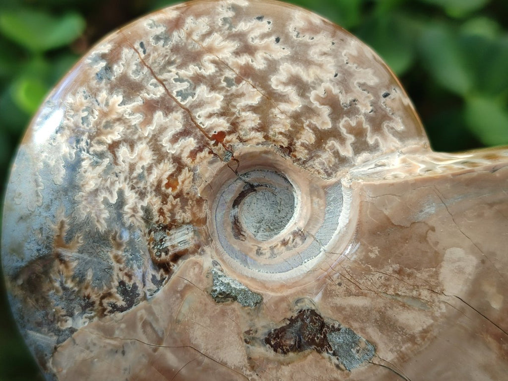 Polished Cleoniceras Ammonite Fossils x 2 From Tulear, Madagascar - Toprock Gemstones and Minerals 