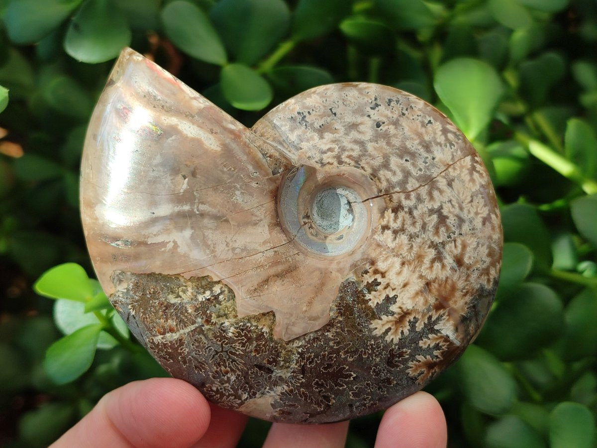 Polished Cleoniceras Ammonite Fossils x 2 From Tulear, Madagascar - Toprock Gemstones and Minerals 