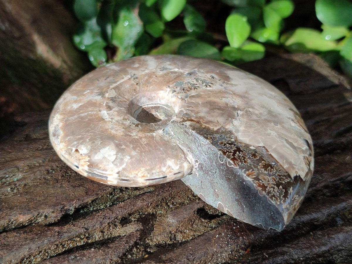 Polished Cleoniceras Ammonite Fossils x 2 From Tulear, Madagascar - Toprock Gemstones and Minerals 