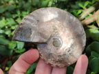 Polished Cleoniceras Ammonite Fossils x 2 From Tulear, Madagascar - Toprock Gemstones and Minerals 