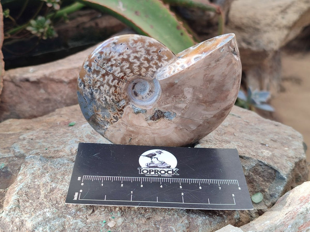 Polished Cleoniceras Ammonite Fossils x 2 From Tulear, Madagascar - Toprock Gemstones and Minerals 
