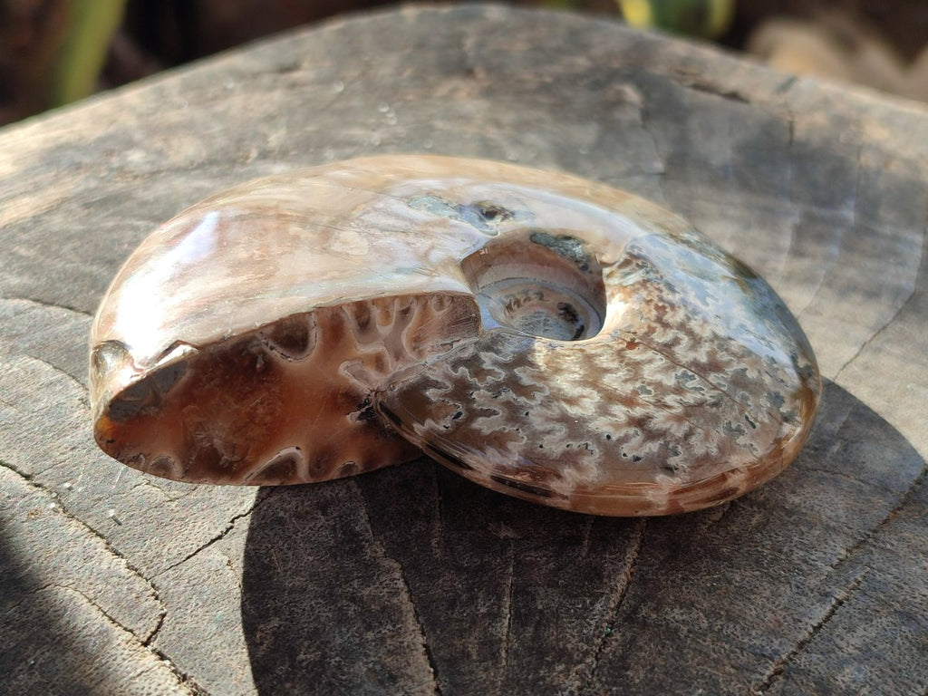Polished Cleoniceras Ammonite Fossils x 2 From Tulear, Madagascar - Toprock Gemstones and Minerals 