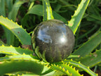 Polished Black Basalt Spheres x 11 From Madagascar - Toprock Gemstones and Minerals 