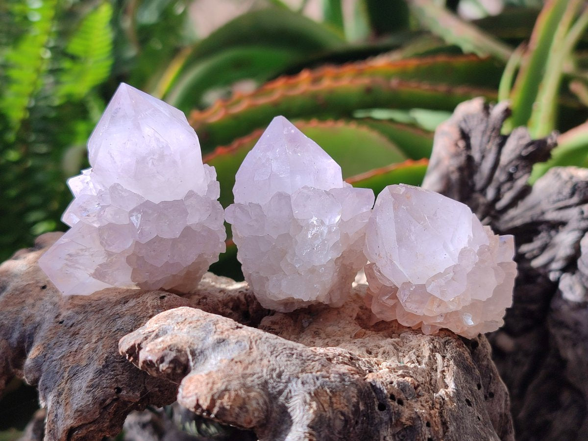 Natural Lilac Amethyst Spirit Quartz Clusters x 12 From Boekenhouthoek, South Africa - Toprock Gemstones and Minerals 