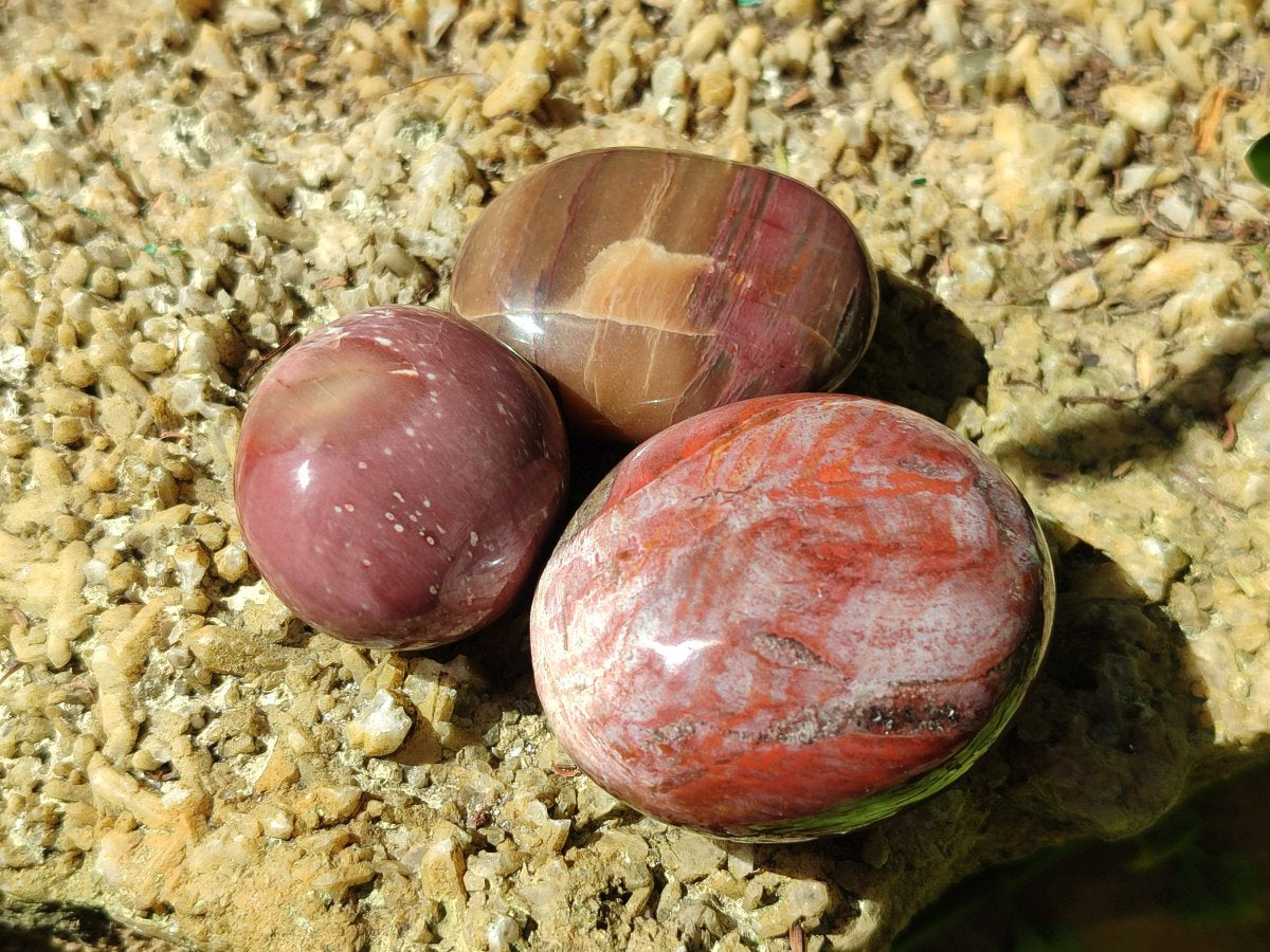 Polished Red Podocarpus Petrified Wood Palm Stones x 24 From Mahajanga, Madagascar - Toprock Gemstones and Minerals 