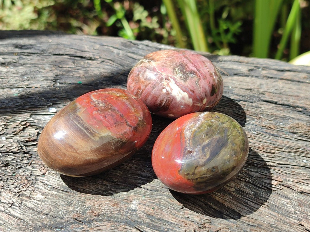 Polished Red Podocarpus Petrified Wood Palm Stones x 24 From Mahajanga, Madagascar - Toprock Gemstones and Minerals 