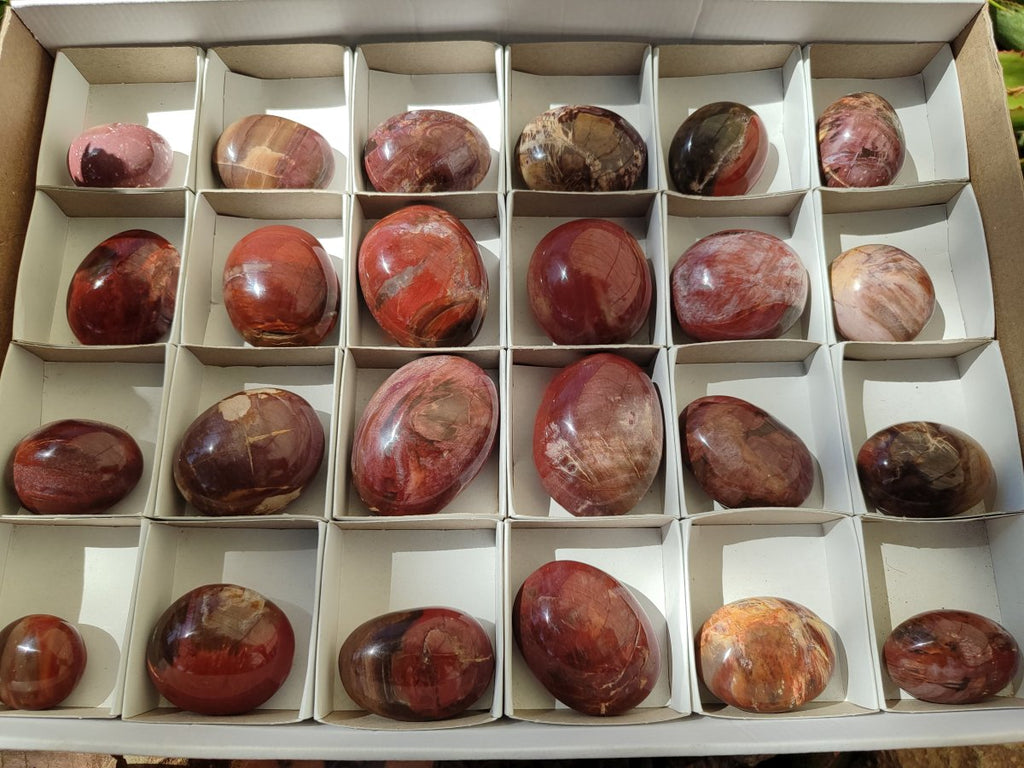 Polished Red Podocarpus Petrified Wood Palm Stones x 24 From Mahajanga, Madagascar - Toprock Gemstones and Minerals 
