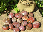 Polished Red Podocarpus Petrified Wood Palm Stones x 24 From Mahajanga, Madagascar - Toprock Gemstones and Minerals 