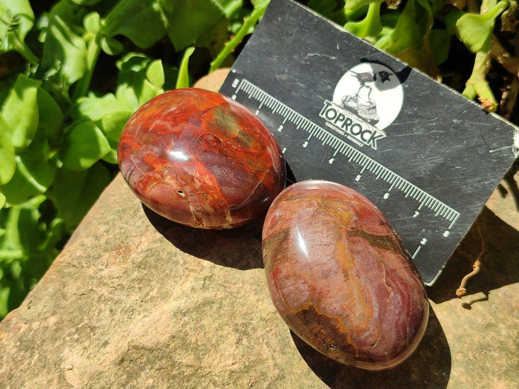 Polished Red Podocarpus Petrified Wood Palm Stones x 24 From Mahajanga, Madagascar - Toprock Gemstones and Minerals 