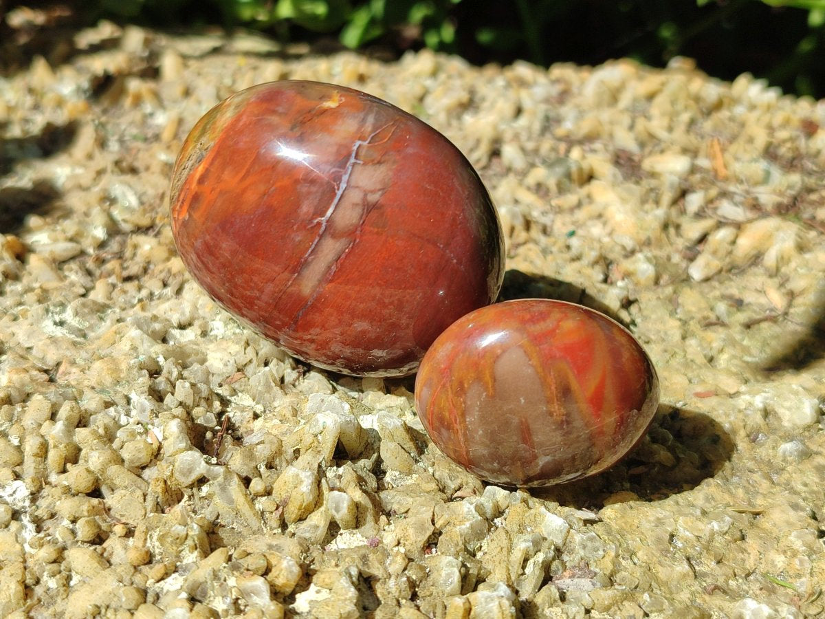 Polished Red Podocarpus Petrified Wood Palm Stones x 24 From Mahajanga, Madagascar - Toprock Gemstones and Minerals 
