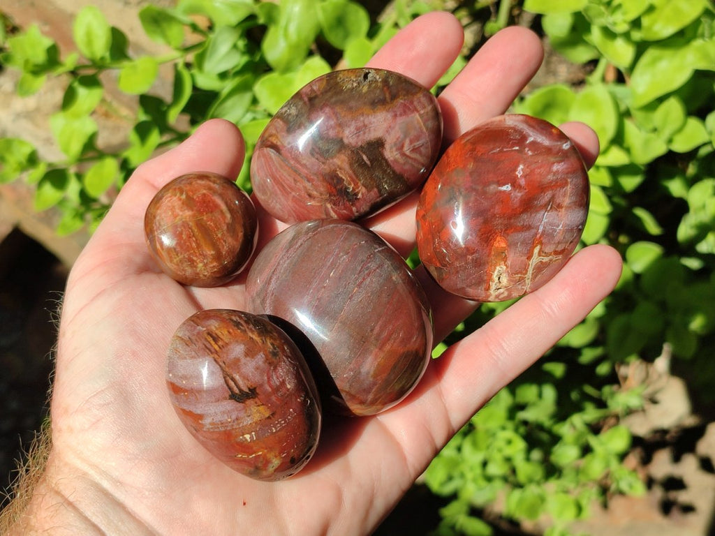 Polished Red Podocarpus Petrified Wood Palm Stones x 24 From Mahajanga, Madagascar - Toprock Gemstones and Minerals 
