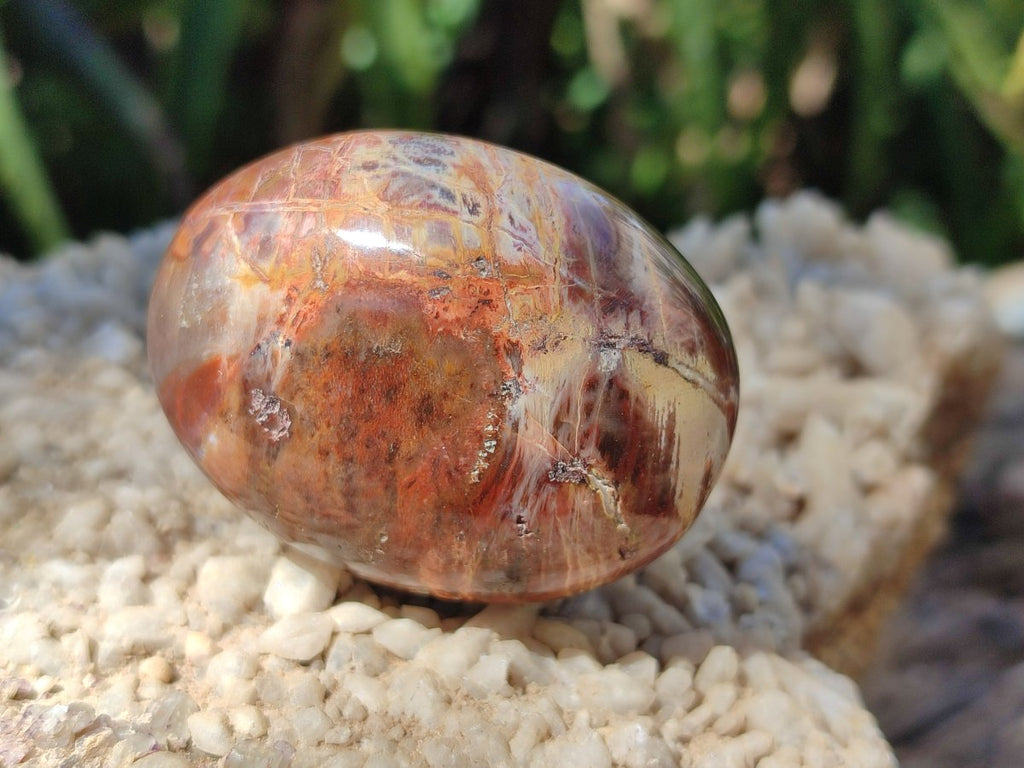Polished Red Podocarpus Petrified Wood Palm Stones x 24 From Mahajanga, Madagascar - Toprock Gemstones and Minerals 