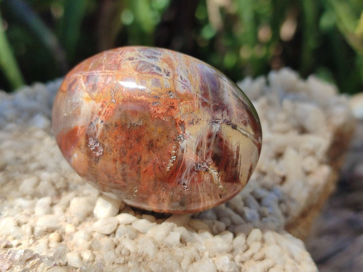 Polished Red Podocarpus Petrified Wood Palm Stones x 24 From Mahajanga, Madagascar - Toprock Gemstones and Minerals 
