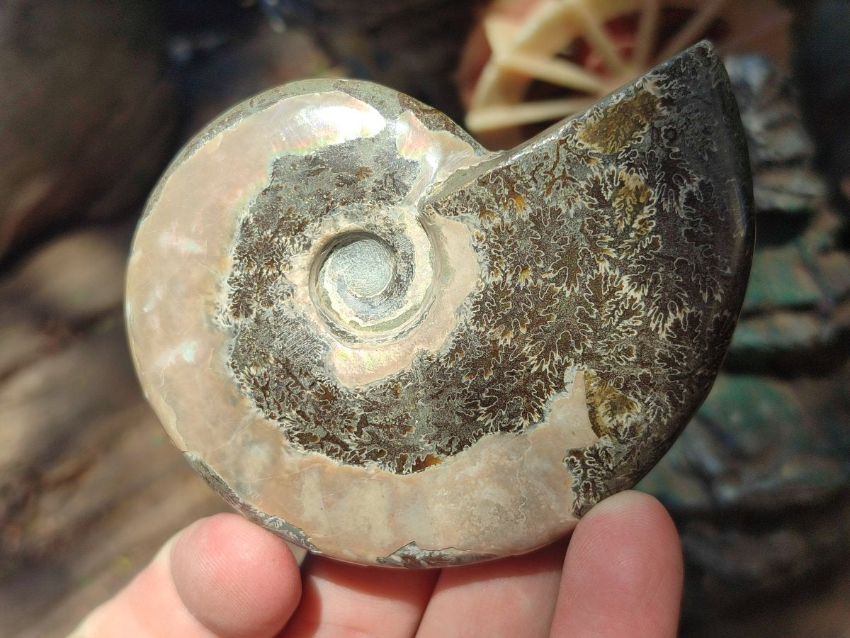 Polished Cleoniceras Red Ammolite Opalized Ammonite Fossils x 3 From Tulear, Madagascar - Toprock Gemstones and Minerals 
