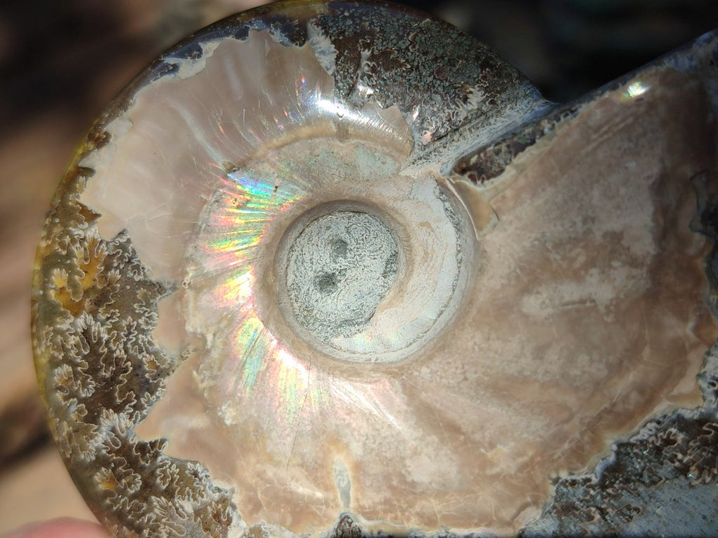 Polished Cleoniceras Red Ammolite Opalized Ammonite Fossils x 3 From Tulear, Madagascar - Toprock Gemstones and Minerals 