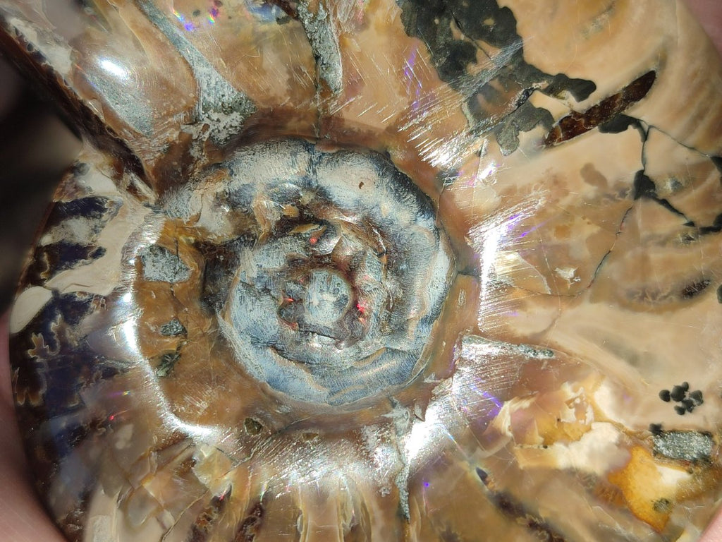 Polished Cleoniceras Red Ammolite Opalized Ammonite Fossils x 3 From Tulear, Madagascar - Toprock Gemstones and Minerals 