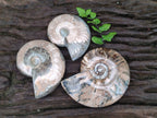 Polished Cleoniceras Red Ammolite Opalized Ammonite Fossils x 3 From Tulear, Madagascar - Toprock Gemstones and Minerals 