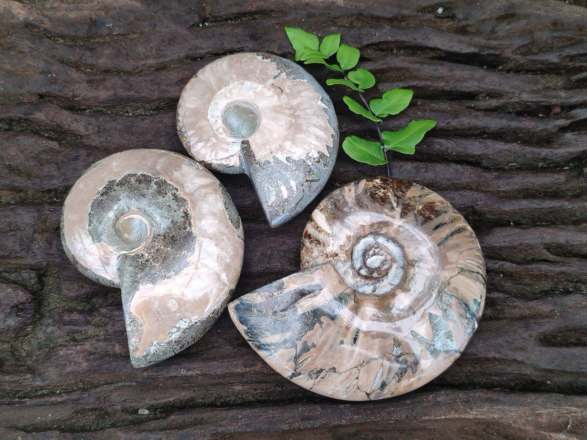 Polished Cleoniceras Red Ammolite Opalized Ammonite Fossils x 3 From Tulear, Madagascar - Toprock Gemstones and Minerals 