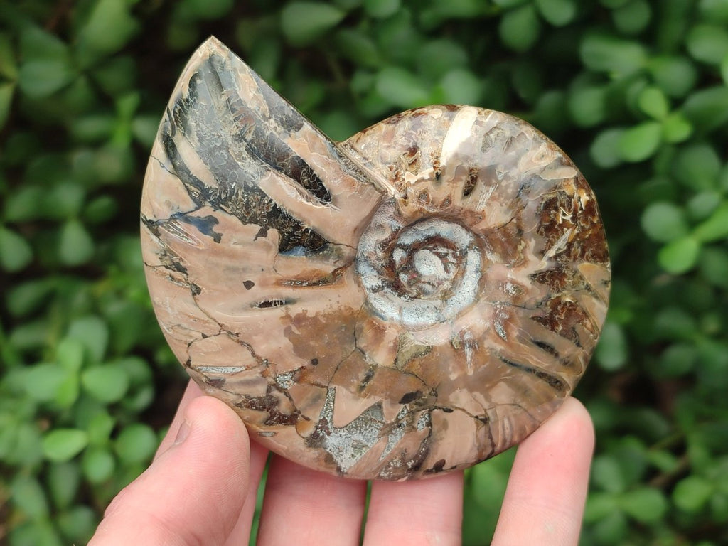 Polished Cleoniceras Red Ammolite Opalized Ammonite Fossils x 3 From Tulear, Madagascar - Toprock Gemstones and Minerals 