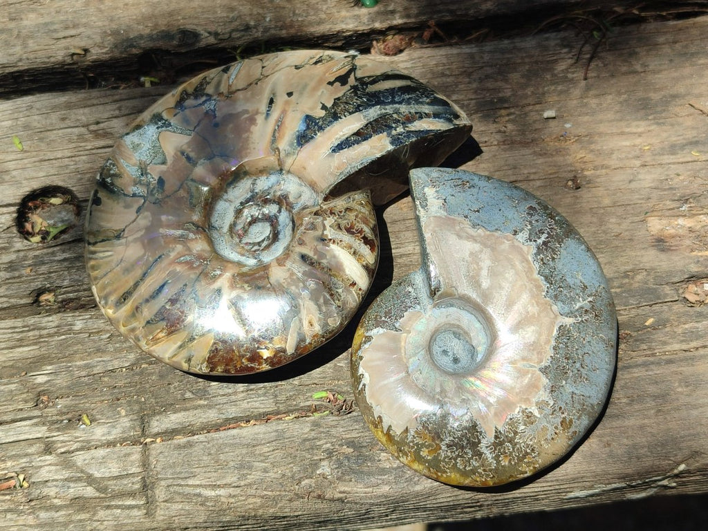 Polished Cleoniceras Red Ammolite Opalized Ammonite Fossils x 3 From Tulear, Madagascar - Toprock Gemstones and Minerals 