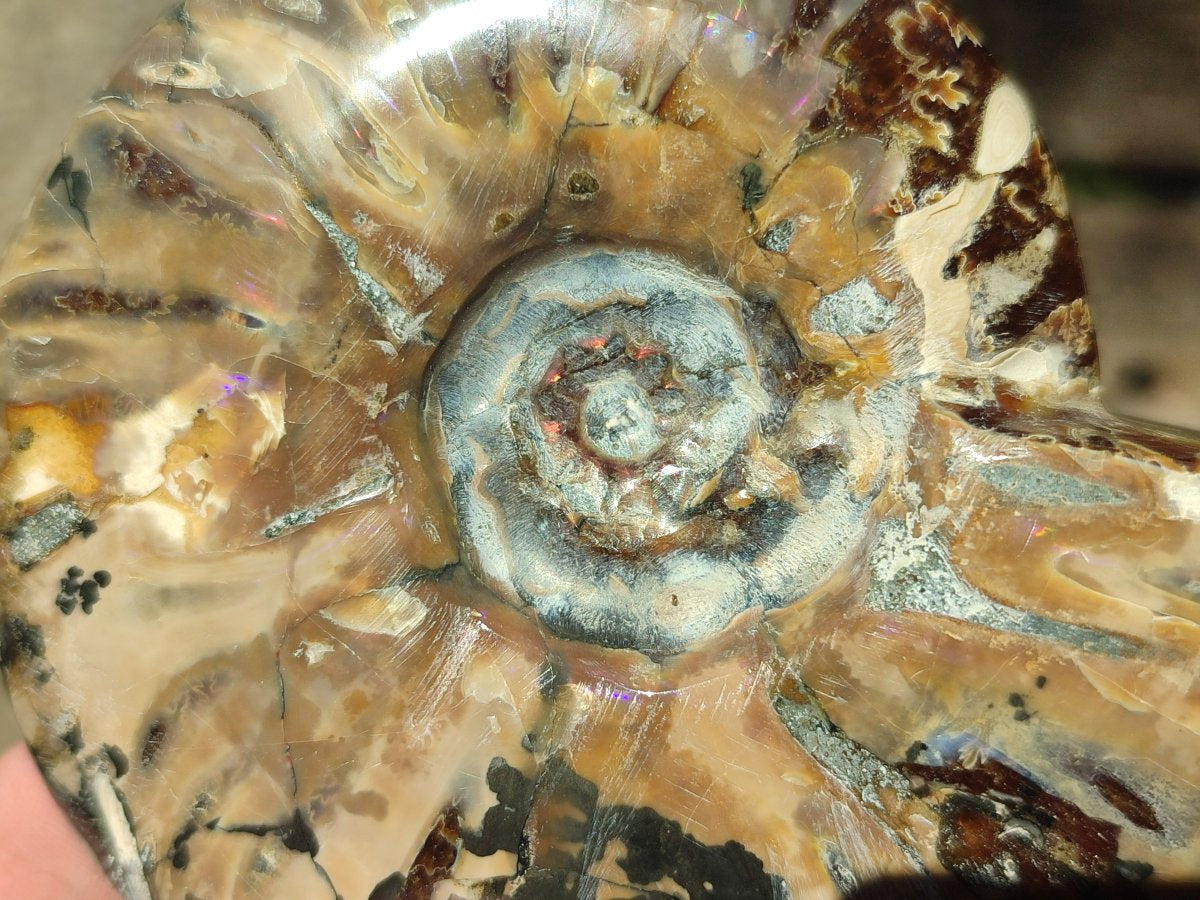 Polished Cleoniceras Red Ammolite Opalized Ammonite Fossils x 3 From Tulear, Madagascar - Toprock Gemstones and Minerals 