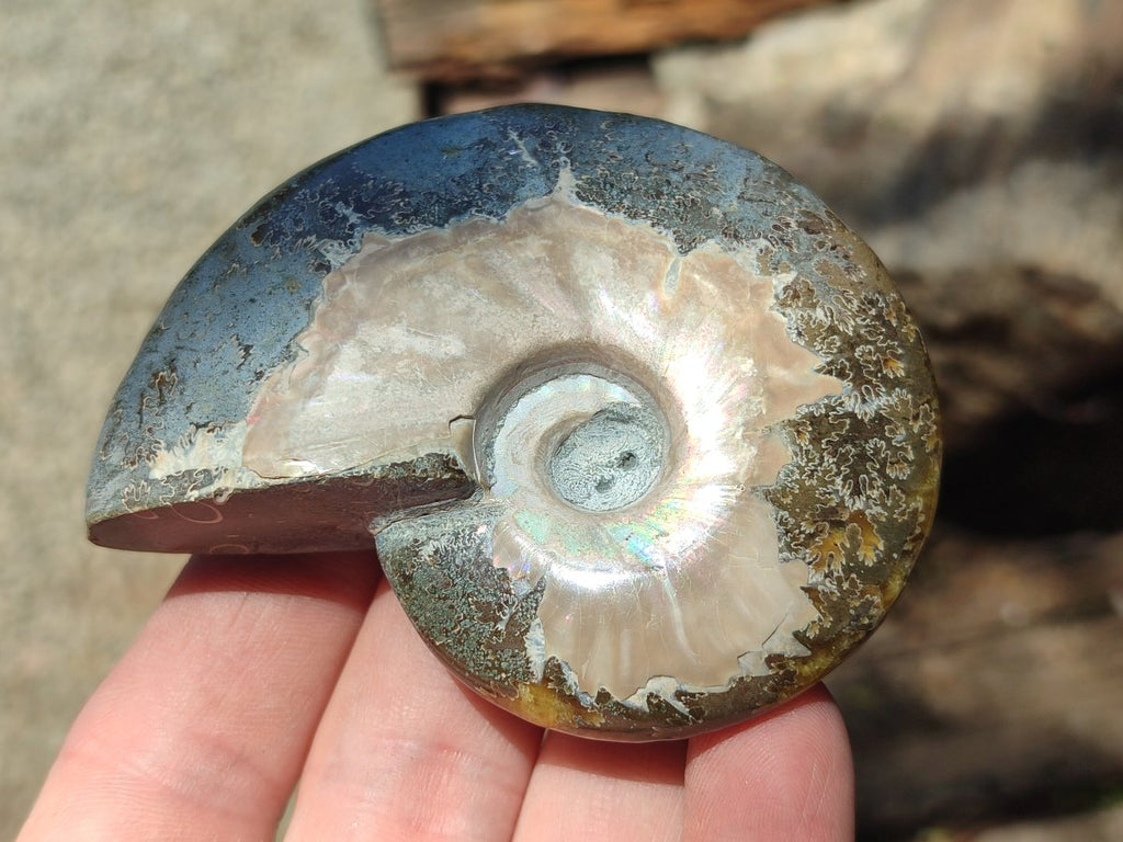 Polished Cleoniceras Red Ammolite Opalized Ammonite Fossils x 3 From Tulear, Madagascar - Toprock Gemstones and Minerals 