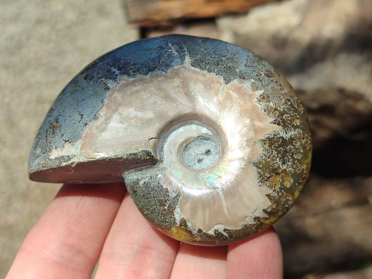 Polished Cleoniceras Red Ammolite Opalized Ammonite Fossils x 3 From Tulear, Madagascar - Toprock Gemstones and Minerals 