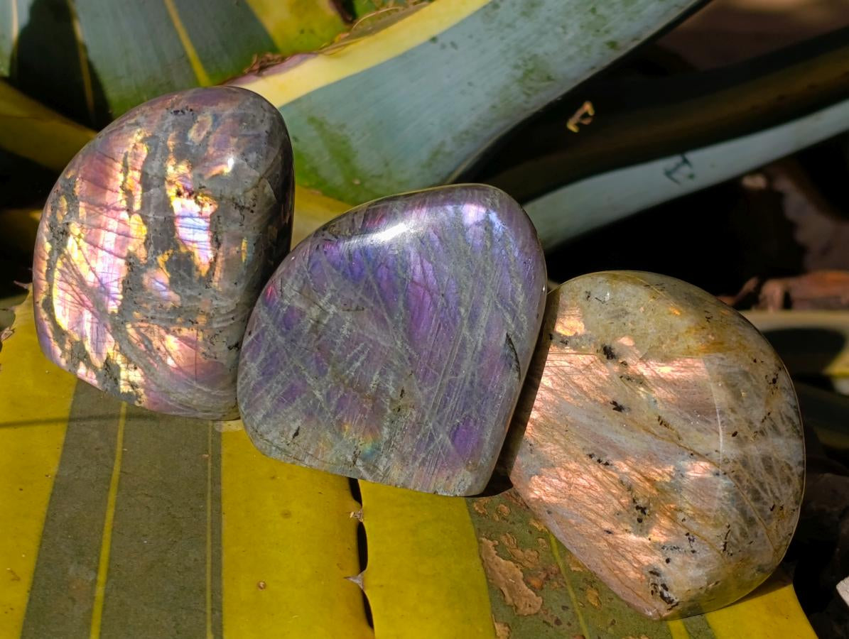 Polished Rare Purple Sunset Flash Labradorite Standing Free Forms x 6 From Madagascar - Toprock Gemstones and Minerals 