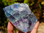 Natural Watermelon Fluorite Cobbed Specimens x 12 From Uis, Namibia
