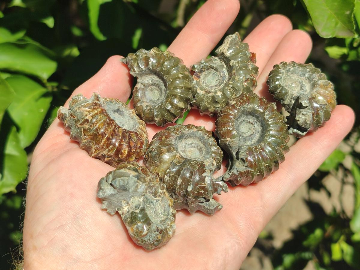 Polished Mix Douvilleiceras and Cleoniceras Ammolite Ammonite Fossils x 15 From Maintirano, Madagascar