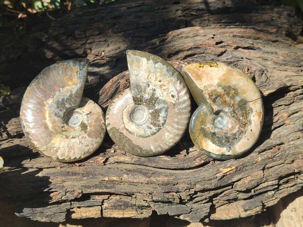Polished Mix Douvilleiceras and Cleoniceras Ammolite Ammonite Fossils x 15 From Maintirano, Madagascar