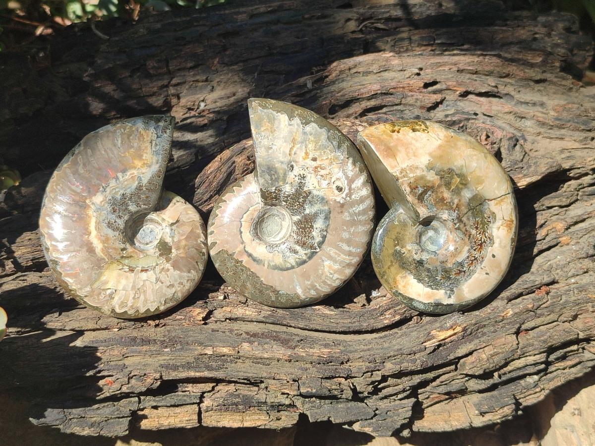 Polished Mix Douvilleiceras and Cleoniceras Ammolite Ammonite Fossils x 15 From Maintirano, Madagascar