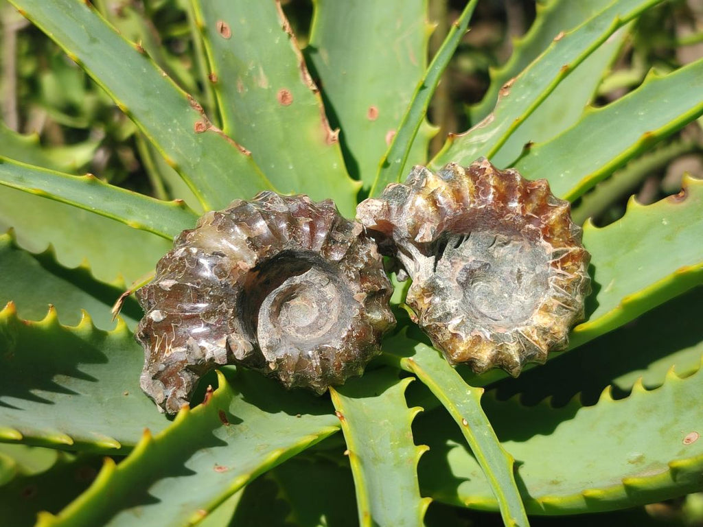 Polished Mix Douvilleiceras and Cleoniceras Ammolite Ammonite Fossils x 15 From Maintirano, Madagascar