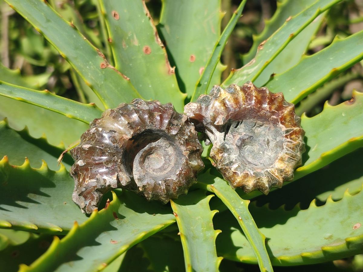 Polished Mix Douvilleiceras and Cleoniceras Ammolite Ammonite Fossils x 15 From Maintirano, Madagascar