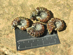 Polished Mix Douvilleiceras and Cleoniceras Ammolite Ammonite Fossils x 15 From Maintirano, Madagascar