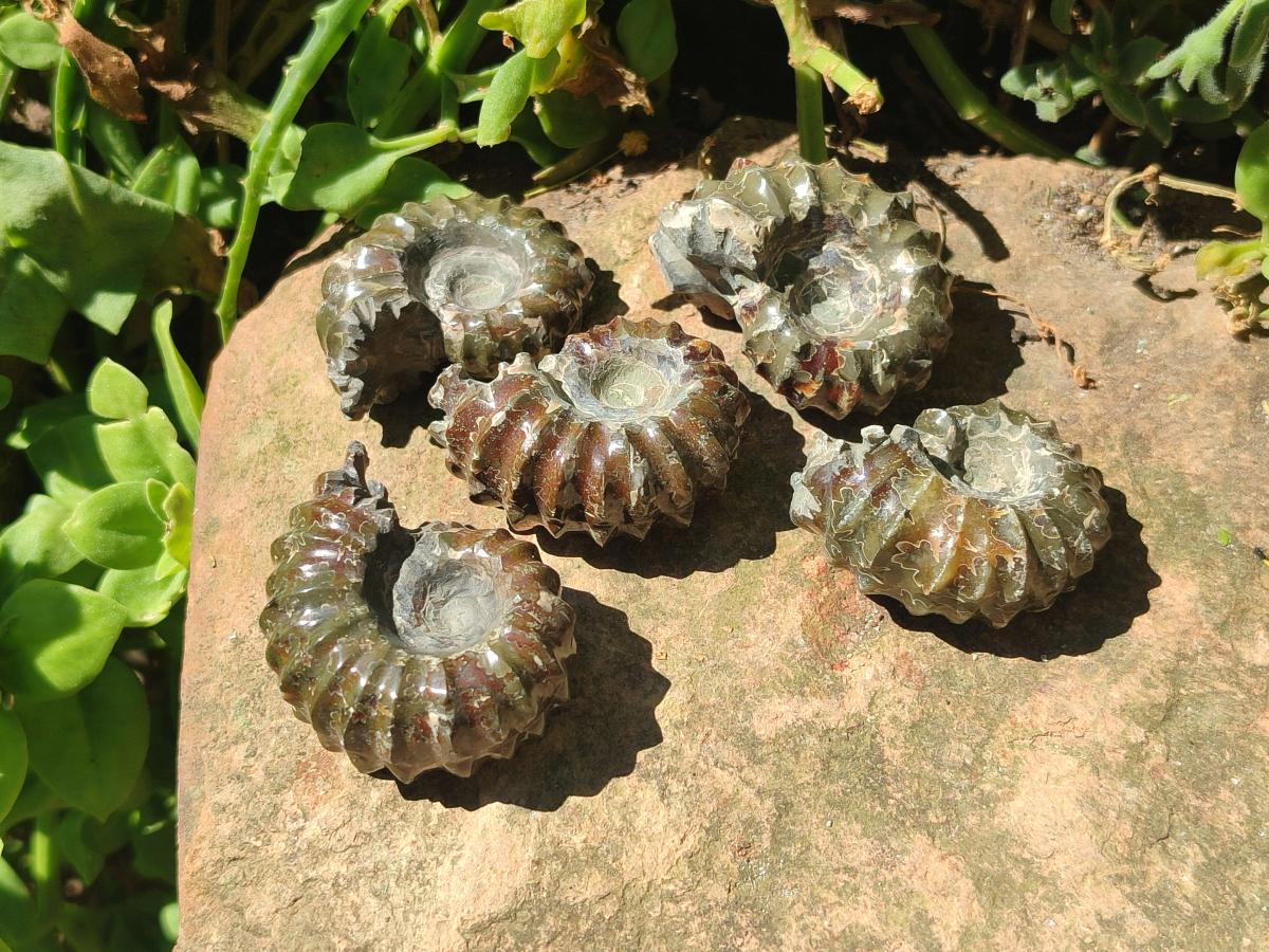 Polished Mix Douvilleiceras and Cleoniceras Ammolite Ammonite Fossils x 15 From Maintirano, Madagascar