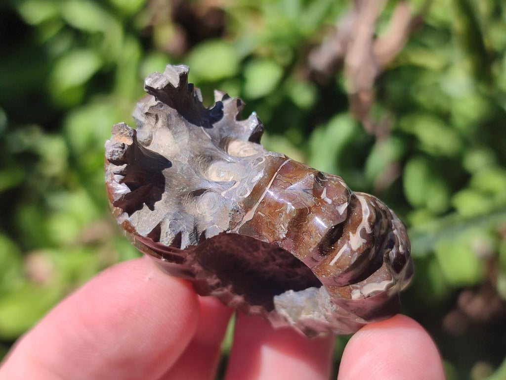 Polished Mix Douvilleiceras and Cleoniceras Ammolite Ammonite Fossils x 15 From Maintirano, Madagascar