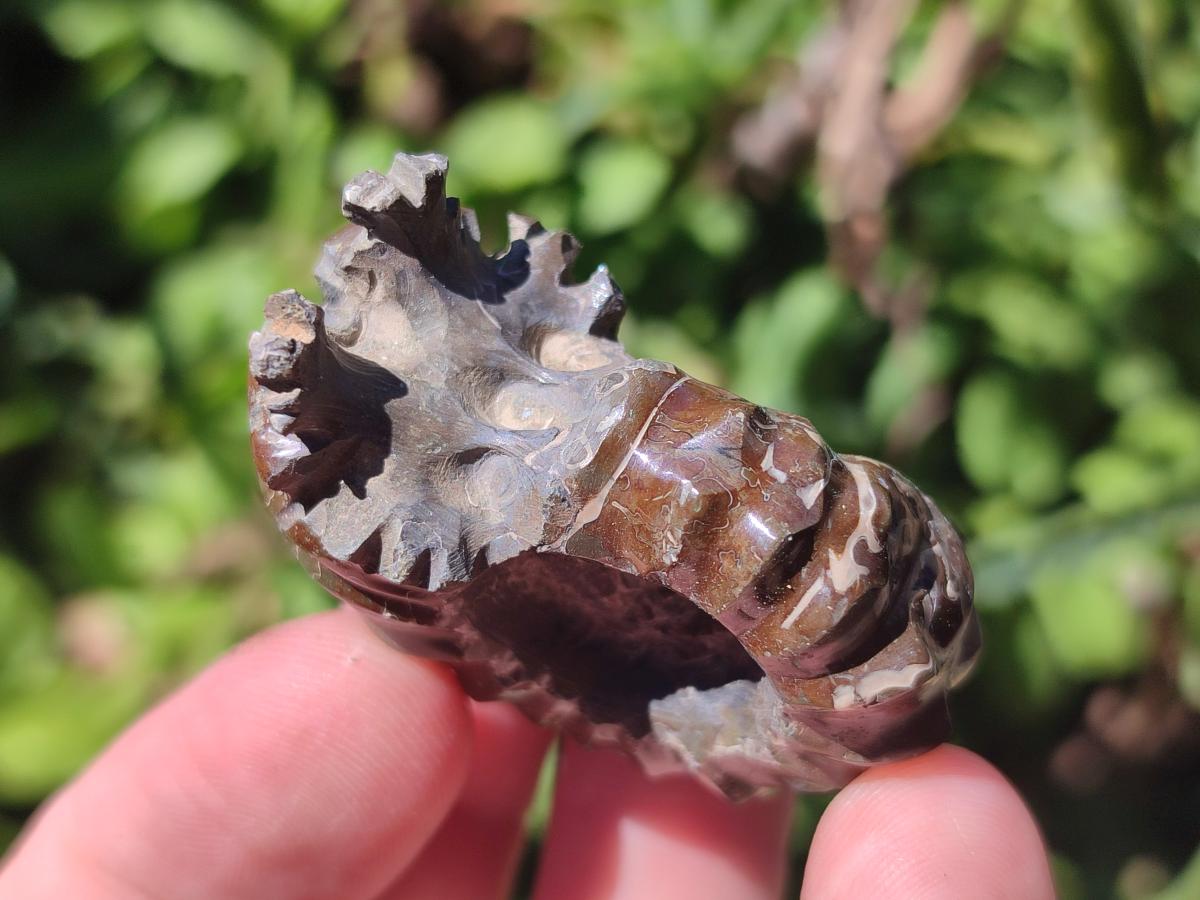 Polished Mix Douvilleiceras and Cleoniceras Ammolite Ammonite Fossils x 15 From Maintirano, Madagascar