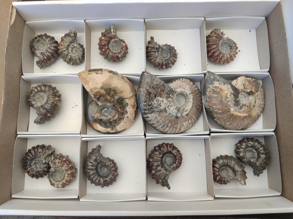 Polished Mix Douvilleiceras and Cleoniceras Ammolite Ammonite Fossils x 15 From Maintirano, Madagascar