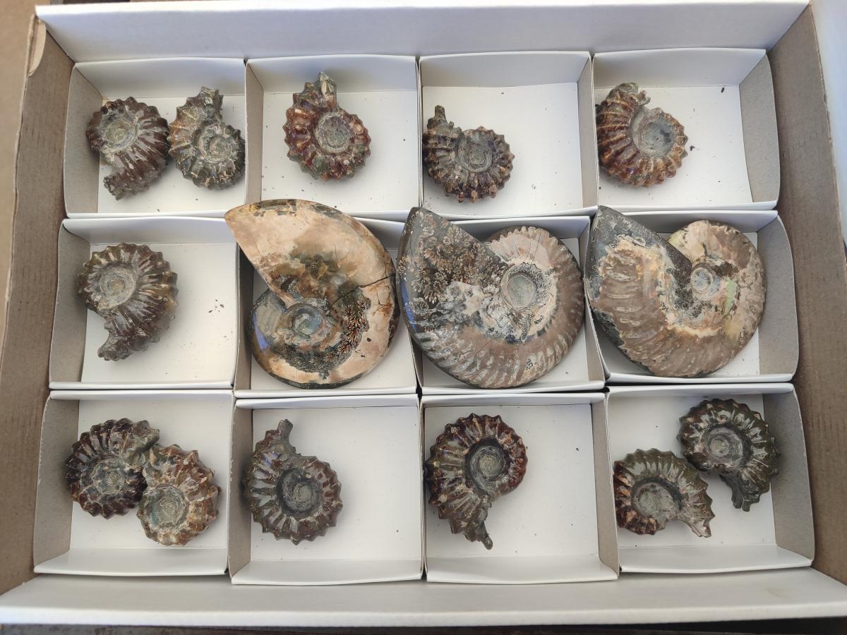 Polished Mix Douvilleiceras and Cleoniceras Ammolite Ammonite Fossils x 15 From Maintirano, Madagascar