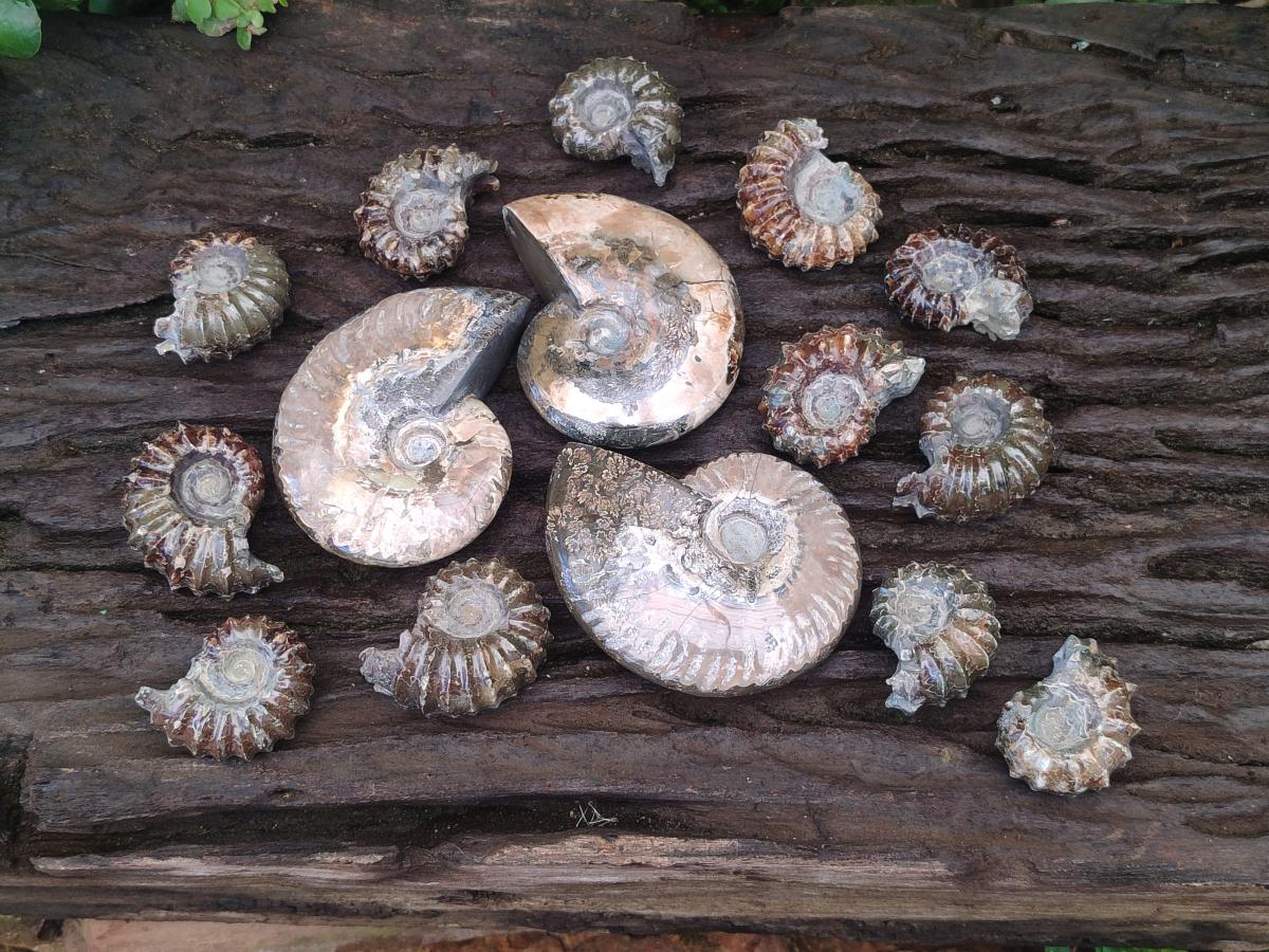 Polished Mix Douvilleiceras and Cleoniceras Ammolite Ammonite Fossils x 15 From Maintirano, Madagascar