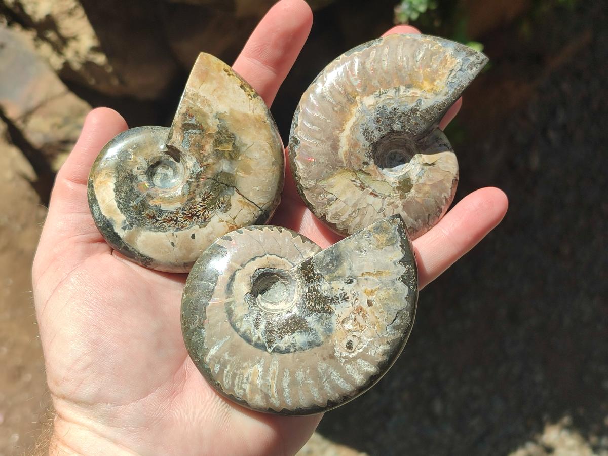 Polished Mix Douvilleiceras and Cleoniceras Ammolite Ammonite Fossils x 15 From Maintirano, Madagascar