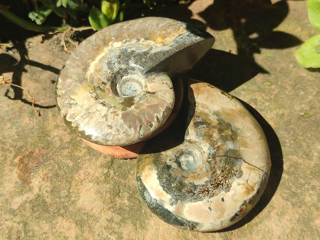 Polished Mix Douvilleiceras and Cleoniceras Ammolite Ammonite Fossils x 15 From Maintirano, Madagascar