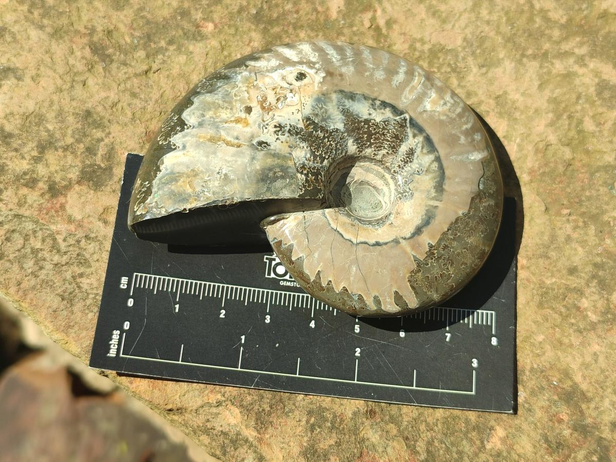 Polished Mix Douvilleiceras and Cleoniceras Ammolite Ammonite Fossils x 15 From Maintirano, Madagascar