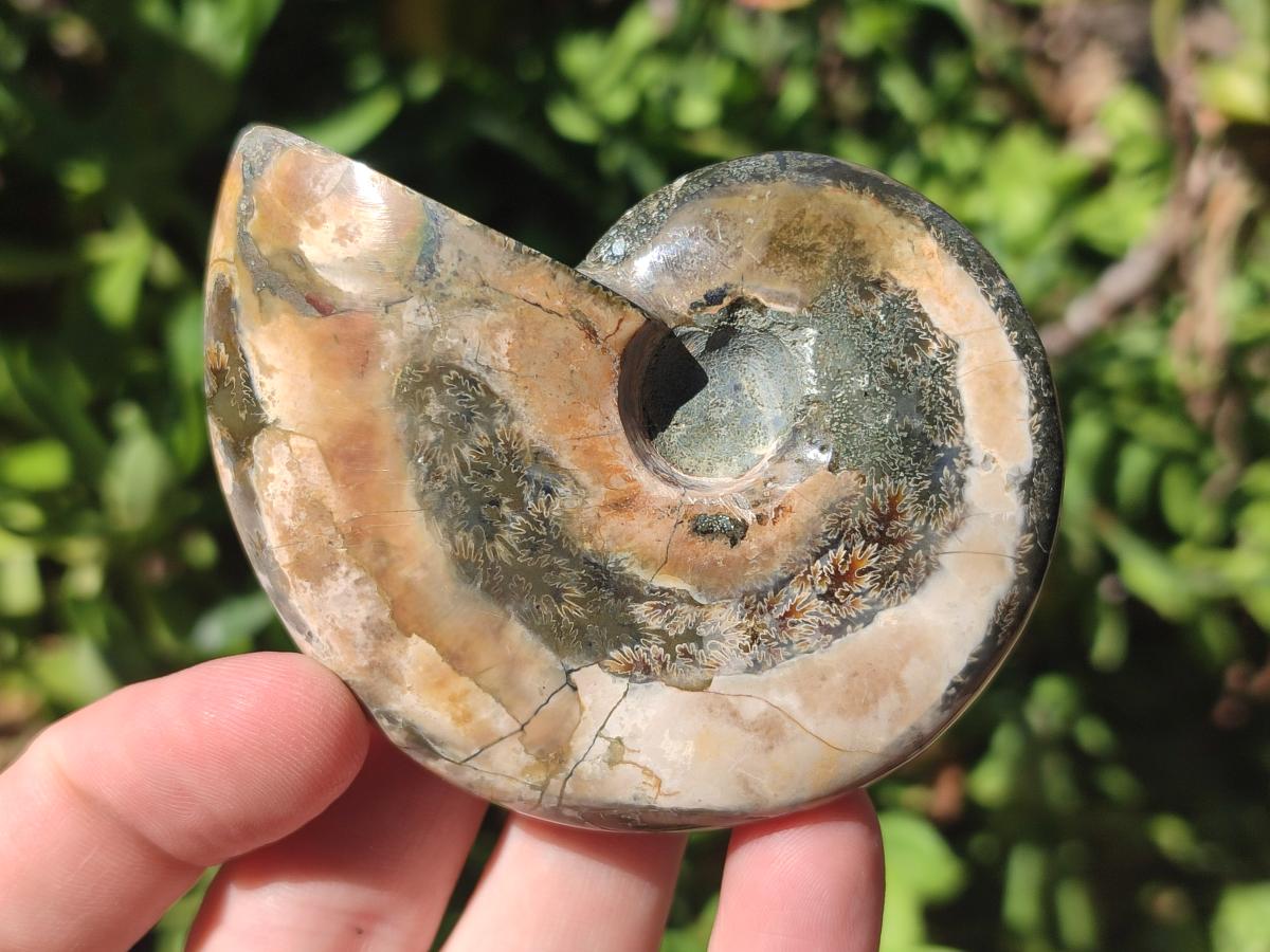 Polished Mix Douvilleiceras and Cleoniceras Ammolite Ammonite Fossils x 15 From Maintirano, Madagascar