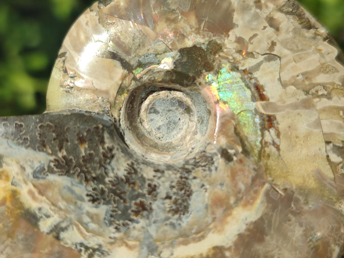 Polished Mix Douvilleiceras and Cleoniceras Ammolite Ammonite Fossils x 15 From Maintirano, Madagascar