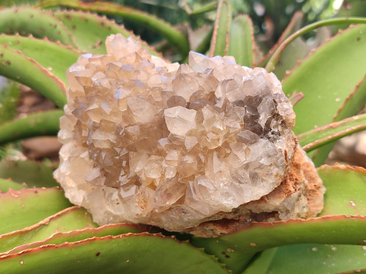 Natural Golden Limonite Quartz Clusters With Goethite Inclusions x 3 From Solwezi, Zambia - Toprock Gemstones and Minerals 